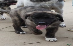 Anatolian Shepherd dogs for sale: Gideon - Image 5