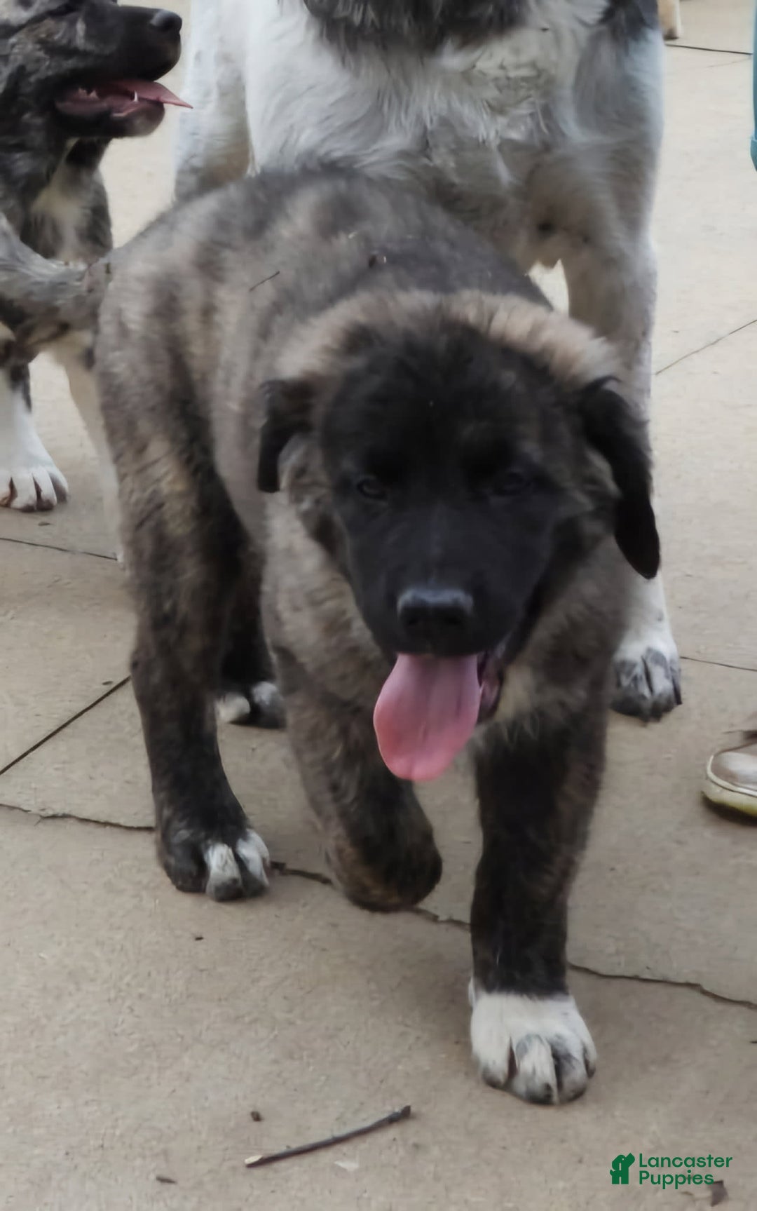 Anatolian Shepherd dogs for sale: Gideon - Image 5