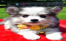 Pomsky dogs for sale: Champ - Image 3