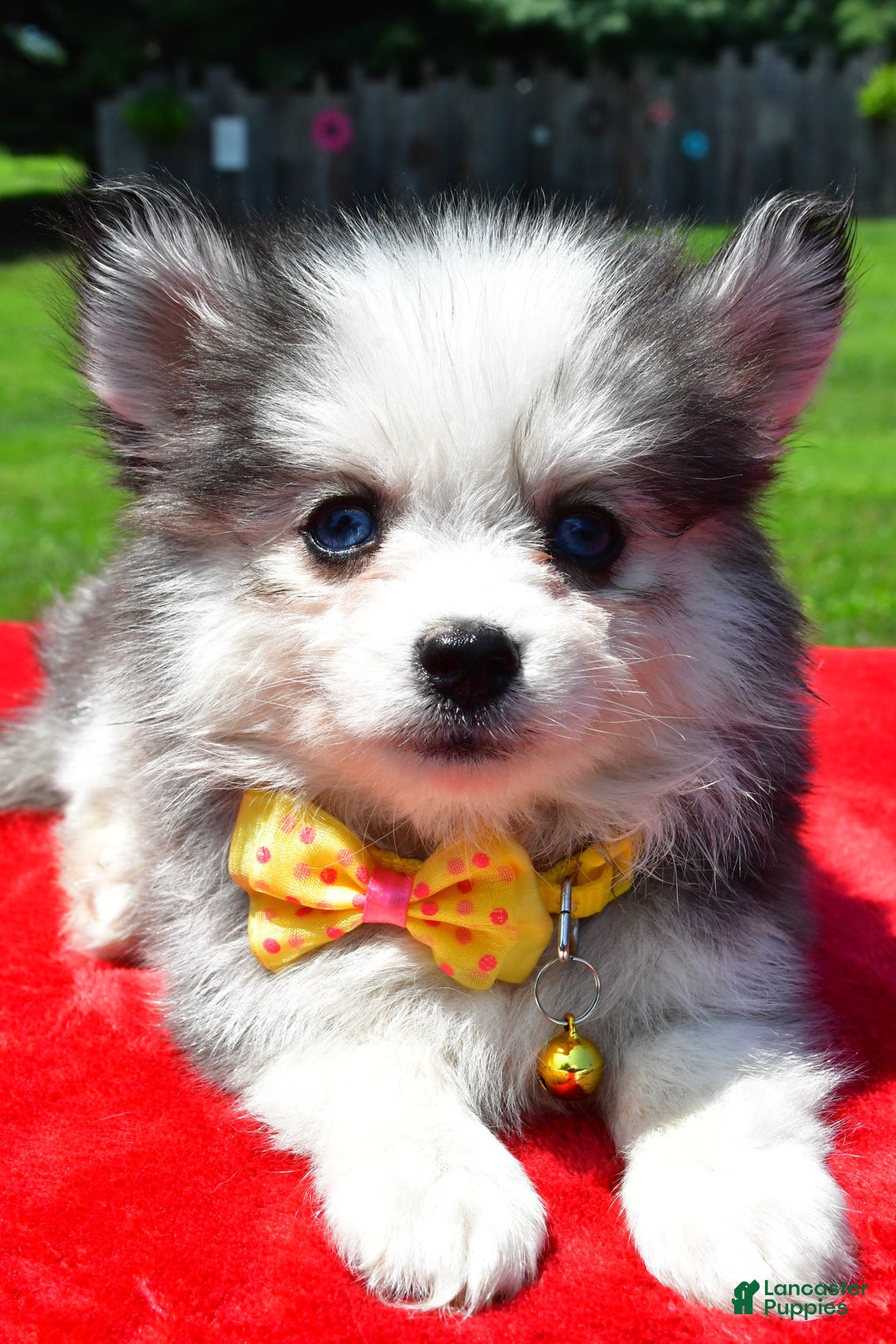 Pomsky dogs for sale: Champ - Image 3