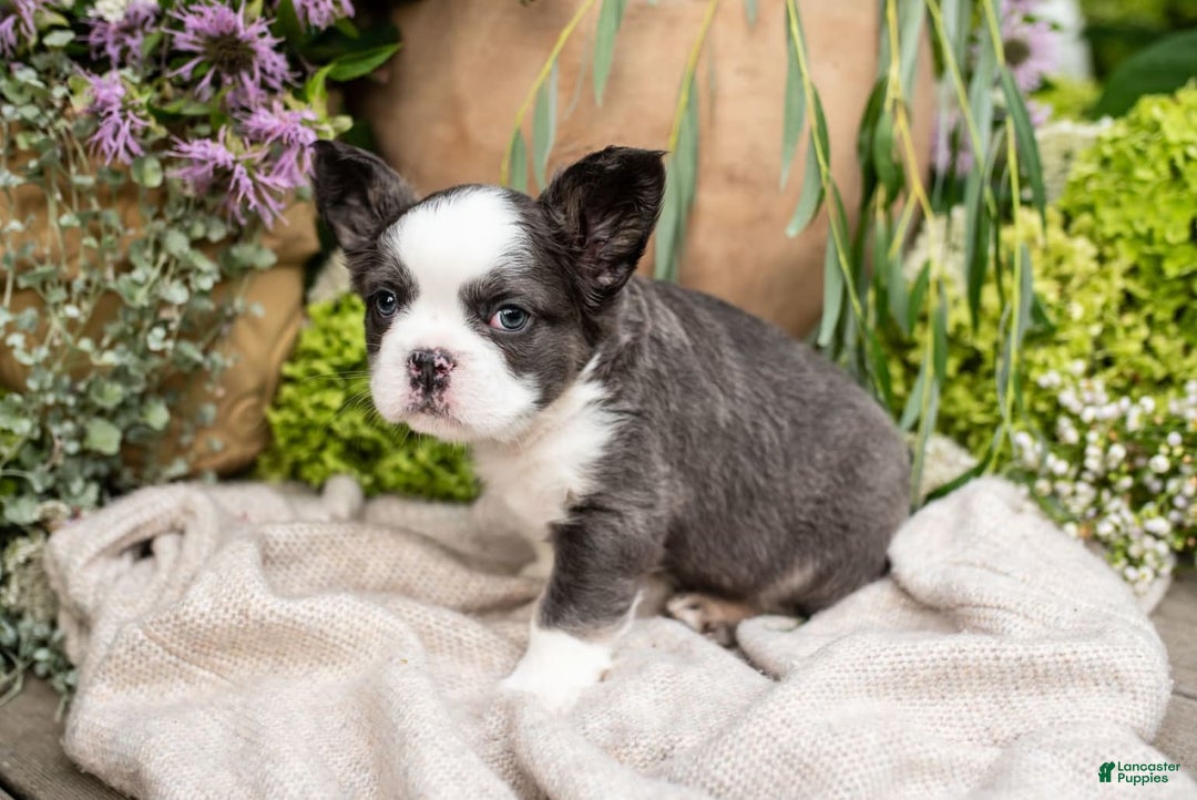 French Bulldog dogs for sale: Ace - Image 8