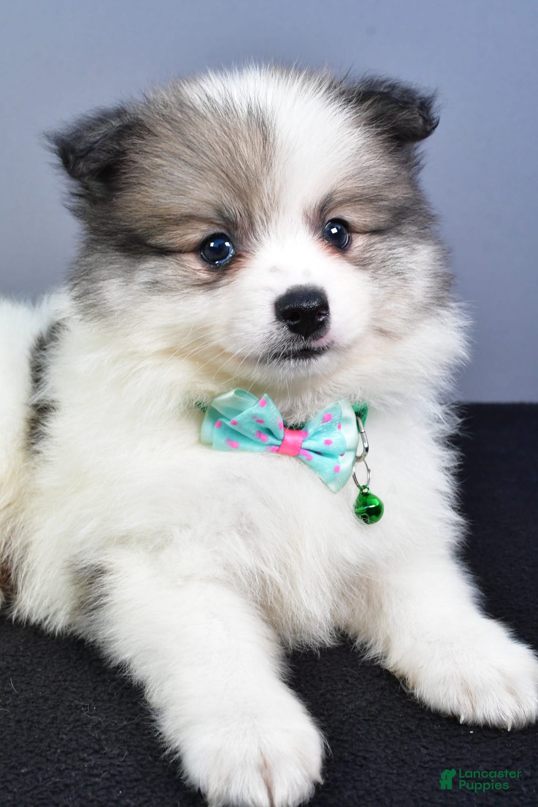 Pomeranian dogs for sale: Sylis - Image 5