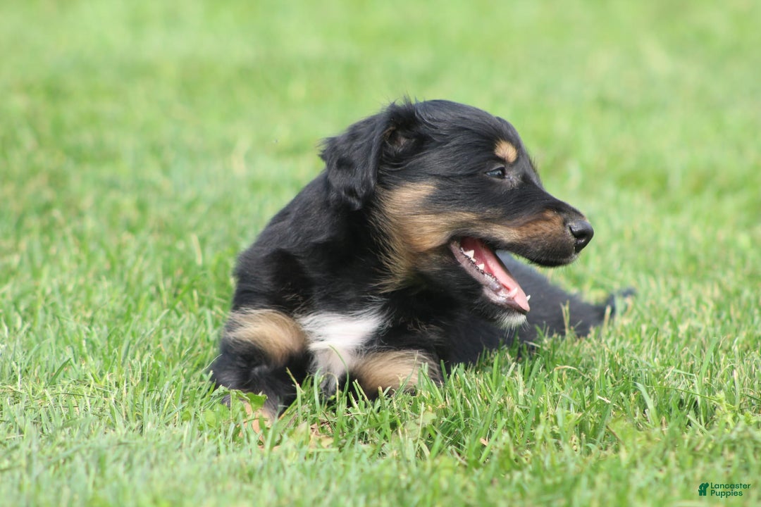 English Shepherd dogs for sale: Milano - Image 5
