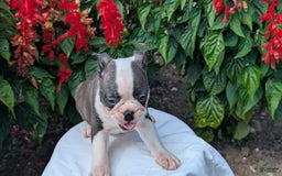 Frenchton dogs for sale: Nash - Image 10