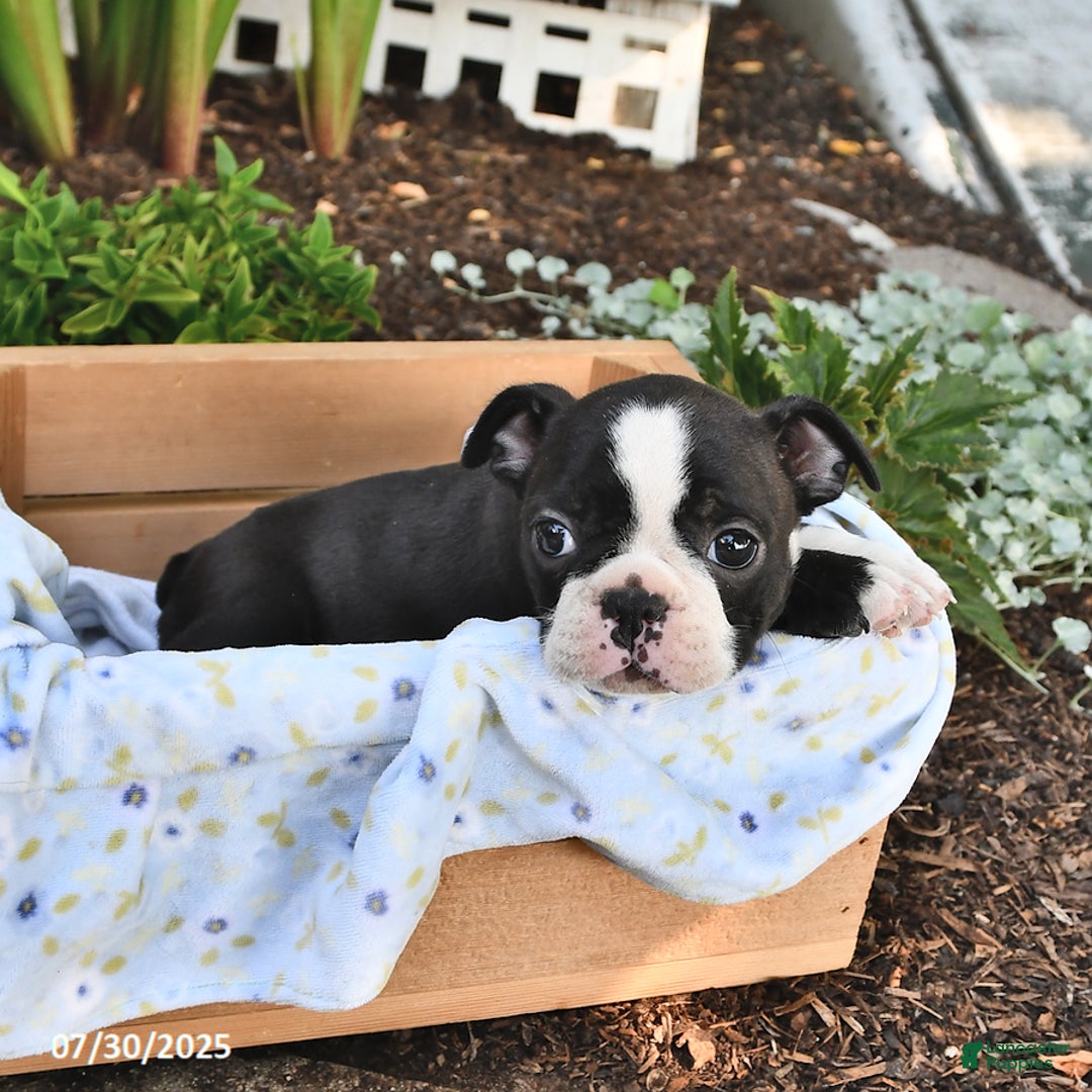 Boston Terrier dogs for sale: Jenny - Image 1