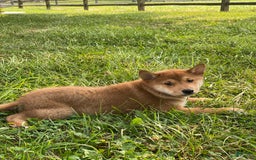 Shiba Inu dogs for sale: Iggy - Image 4