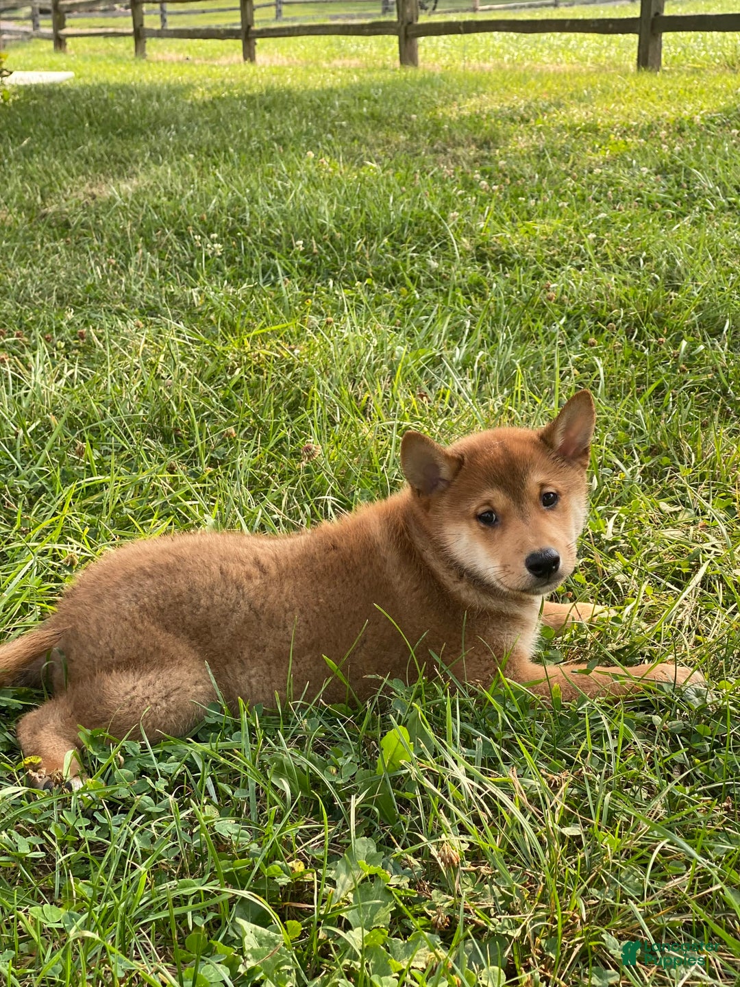 Shiba Inu dogs for sale: Iggy - Image 4