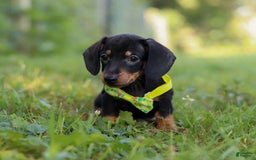 Miniature Dachshund dogs for sale: Jordan - Image 3