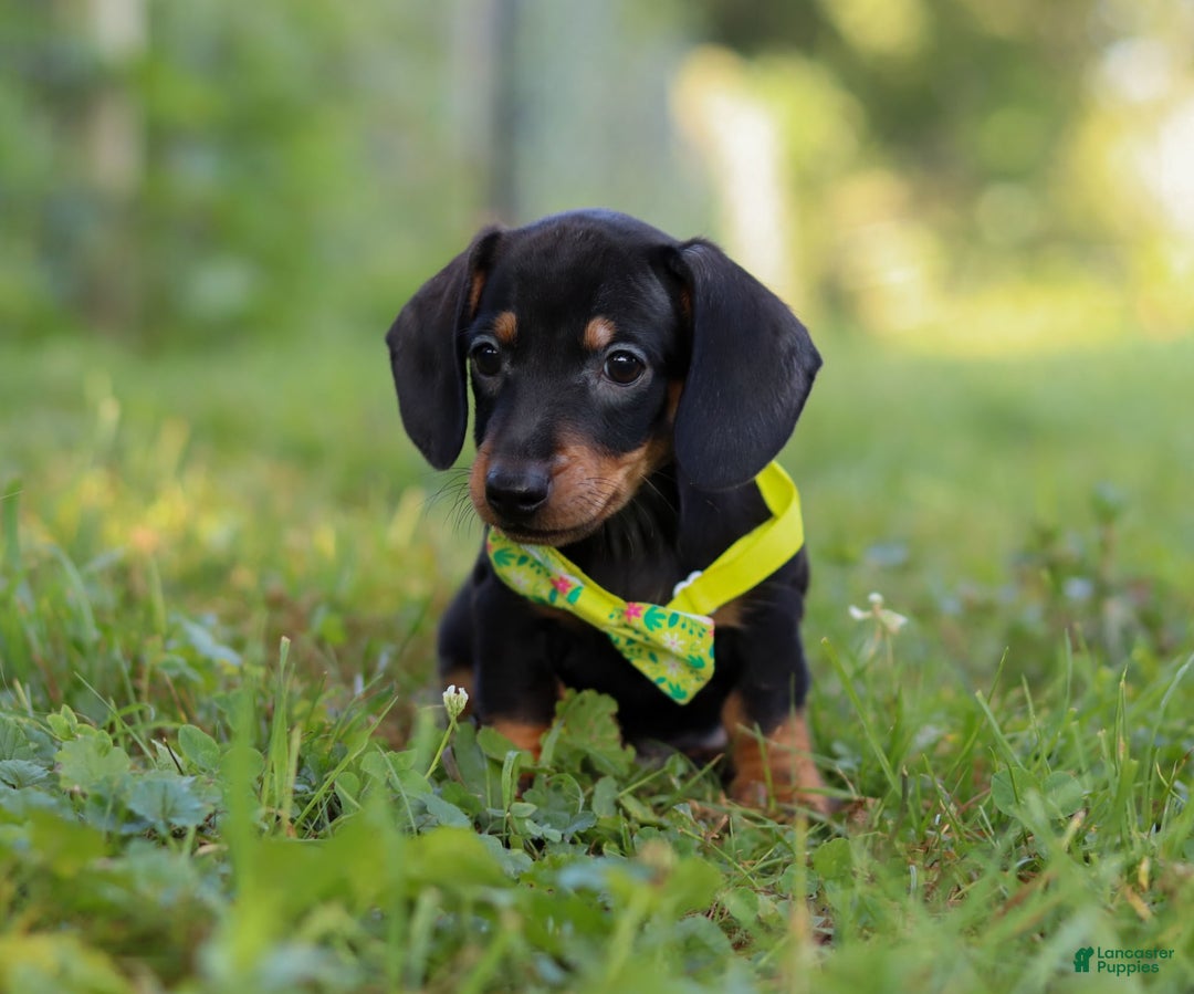 Miniature Dachshund dogs for sale: Jordan - Image 3