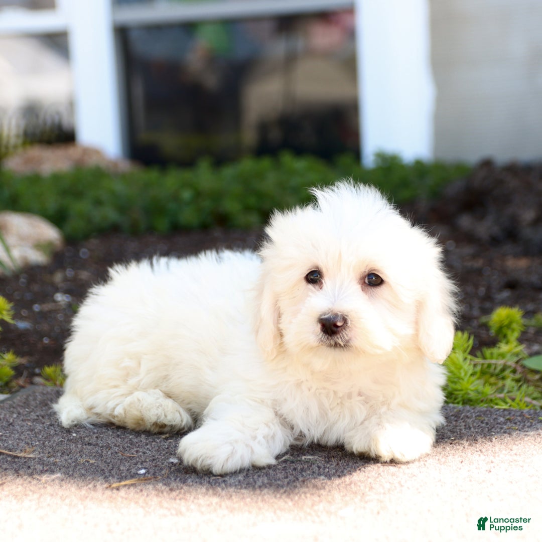 Maltipoo dogs for sale: Maltipoo 8 puppies - Image 22