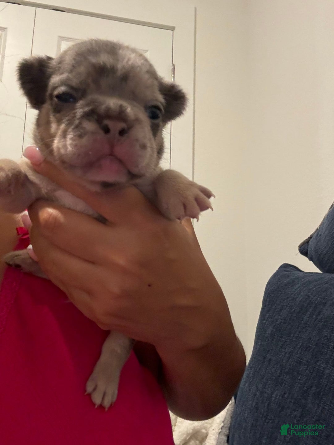 French Bulldog dogs for sale: Peewee - Image 5