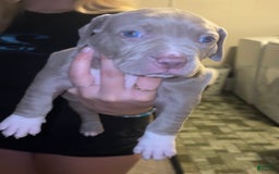 American Bully dogs for sale: Bella - Image 1