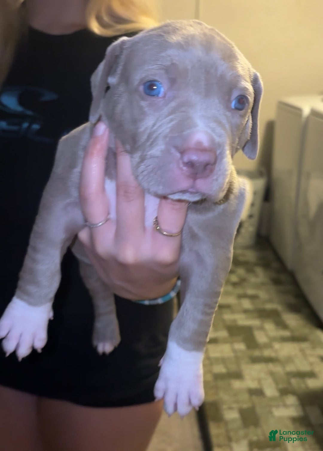 American Bully dogs for sale: Bella - Image 1