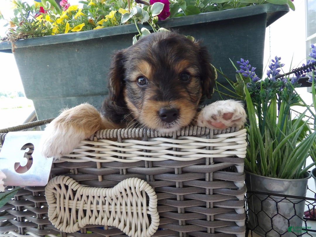Yorkiepoo dogs for sale: Donny - Image 2
