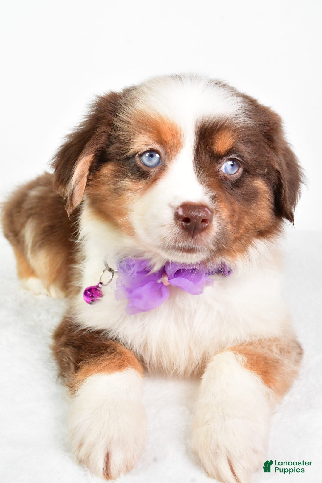 Miniature Australian Shepherd dogs for sale: Teresa - Image 7