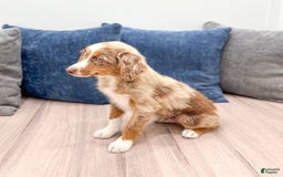 Miniature Australian Shepherd dogs for sale: Manny - Image 4