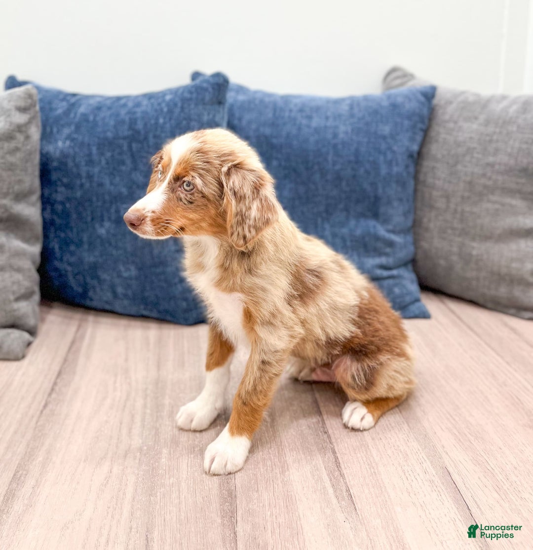 Miniature Australian Shepherd dogs for sale: Manny - Image 4