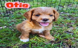 Cockapoo dogs for sale: Otis - Image 7