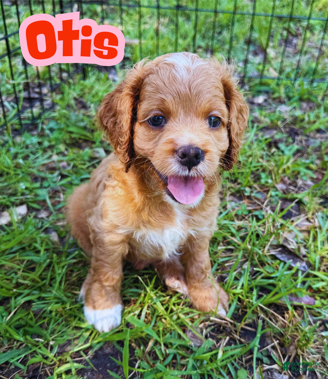 Cockapoo dogs for sale: Otis - Image 7