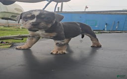 American Bully dogs for sale: Boss - Image 6
