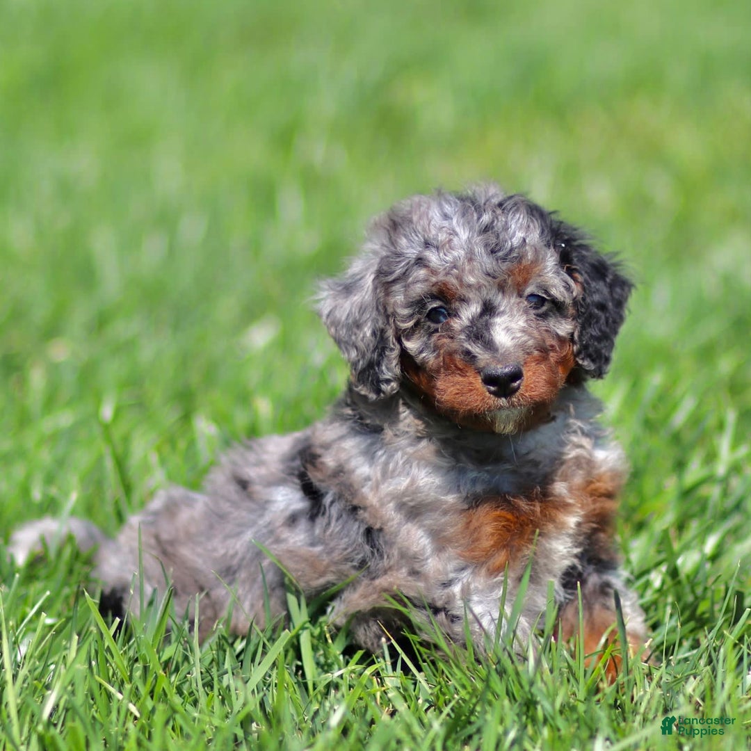 Mini Bernedoodle dogs for sale: Titan - Image 1