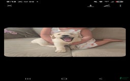 Labrador Retriever dogs for sale: Bear - Image 6