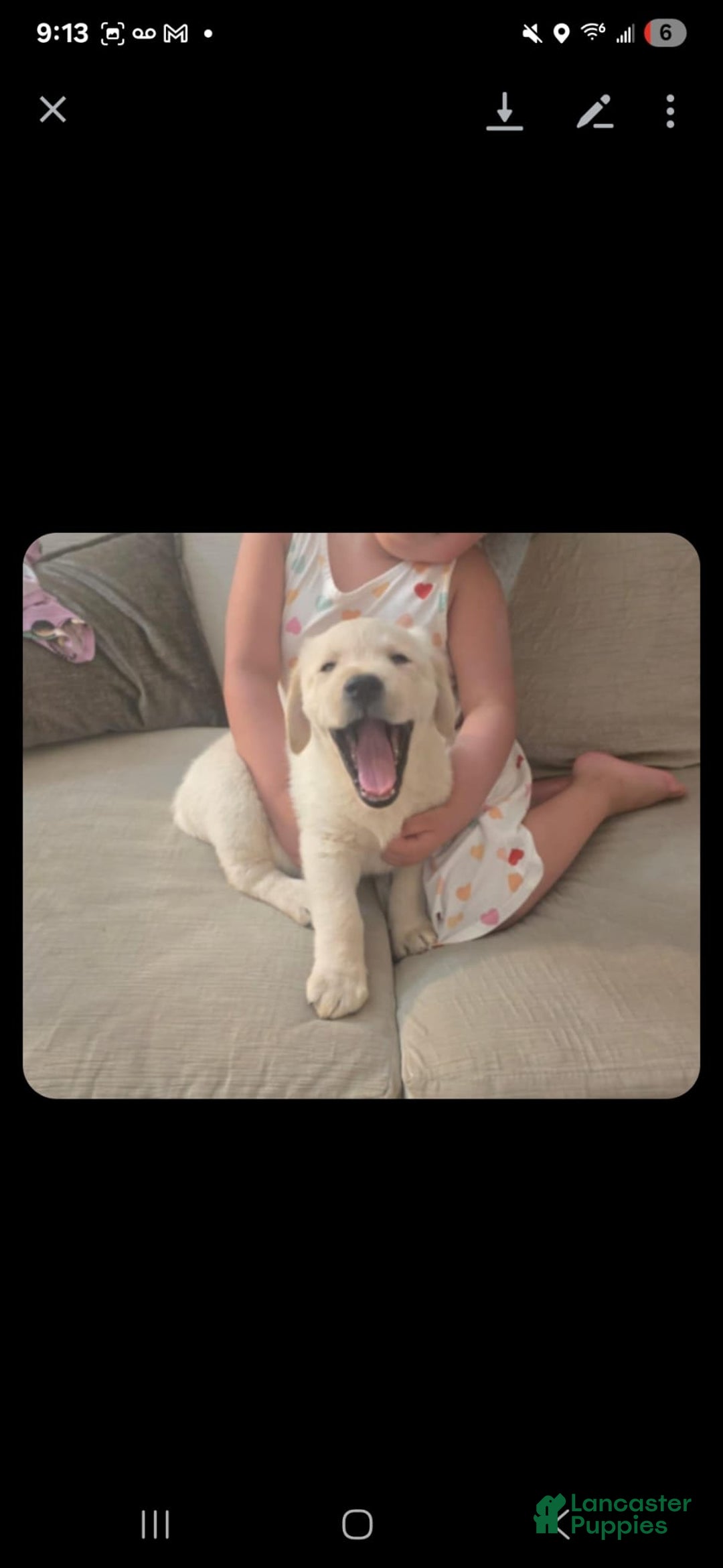 Labrador Retriever dogs for sale: Bear - Image 6