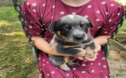Australian Cattle Dog dogs for sale: Teddy - Image 2