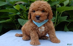 Mini Goldendoodle dogs for sale: Gradie - Image 1