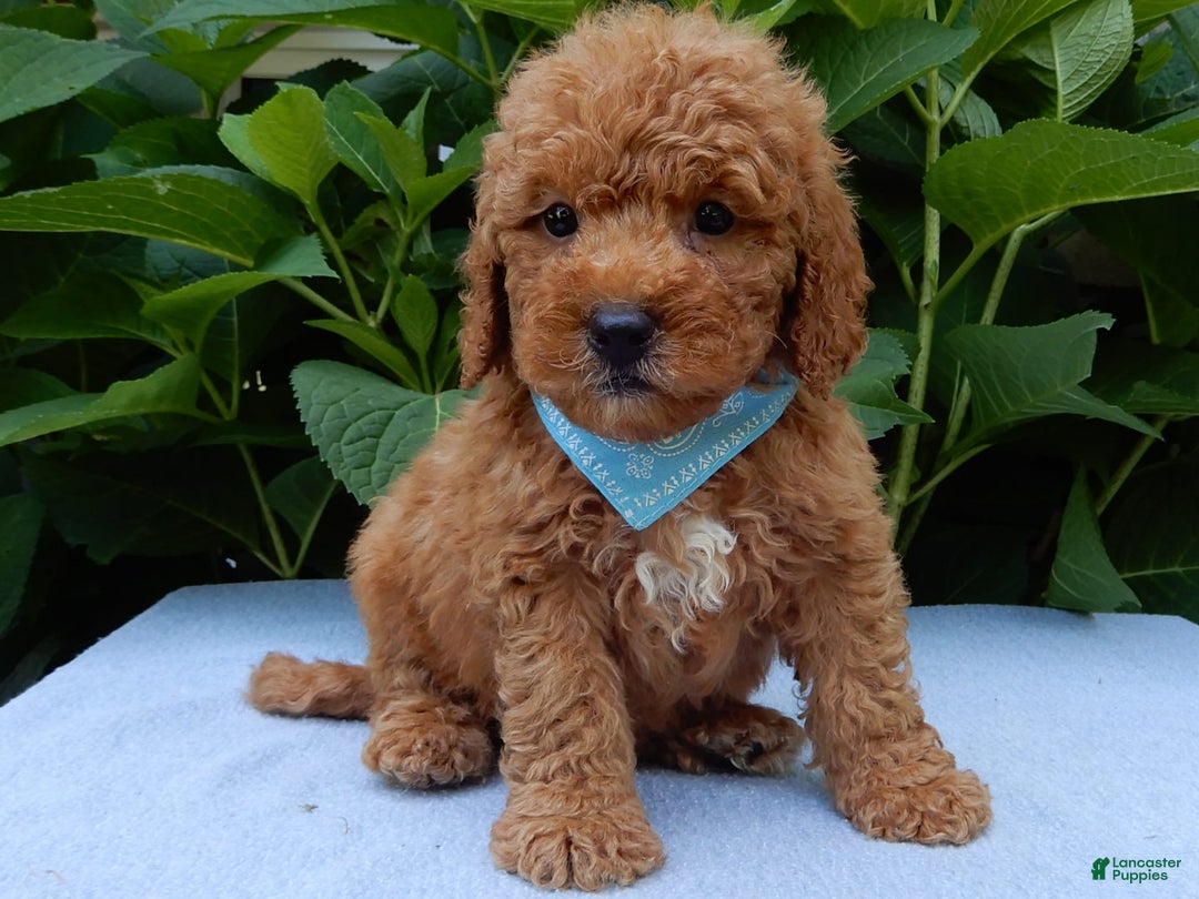 Mini Goldendoodle dogs for sale: Gradie - Image 1