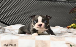 Boston Terrier dogs for sale: Jasper - Image 1