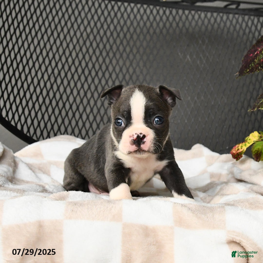 Boston Terrier dogs for sale: Jasper - Image 1