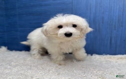 Maltipoo dogs for sale: Felicity - Image 3