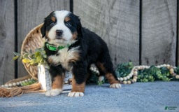 Bernese Mountain Dog dogs for sale: Betsy - Image 2