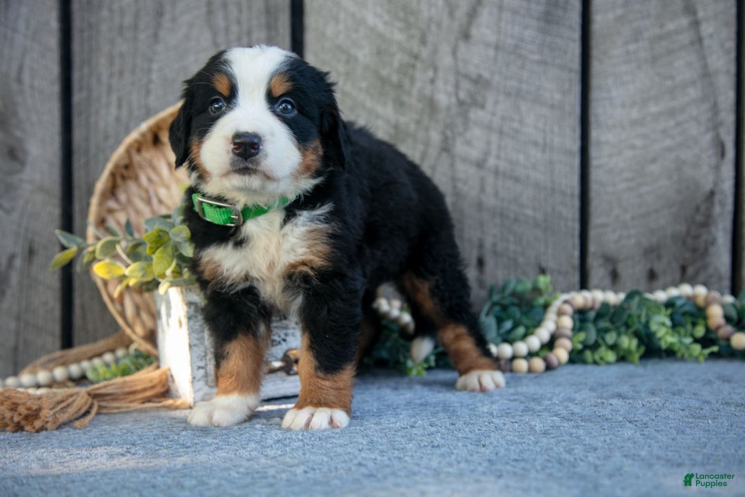 Bernese Mountain Dog dogs for sale: Betsy - Image 2