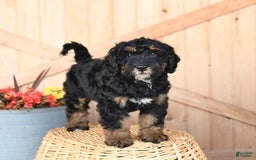 Mini Bernedoodle dogs for sale: Mini Bernedoodle 8 puppies - Image 5