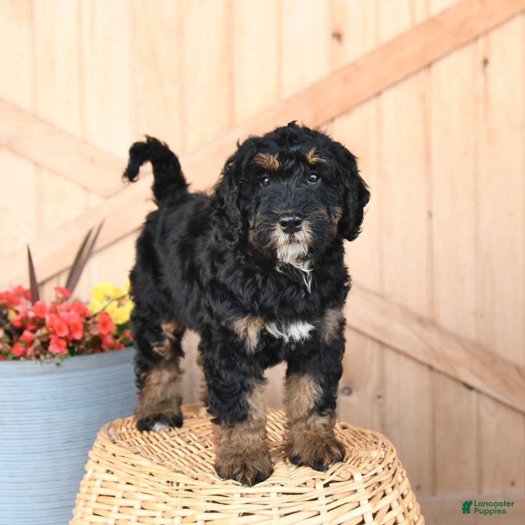 Mini Bernedoodle dogs for sale: Mini Bernedoodle 8 puppies - Image 5