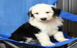 Sheepadoodle dogs for sale: Benji - Image 5