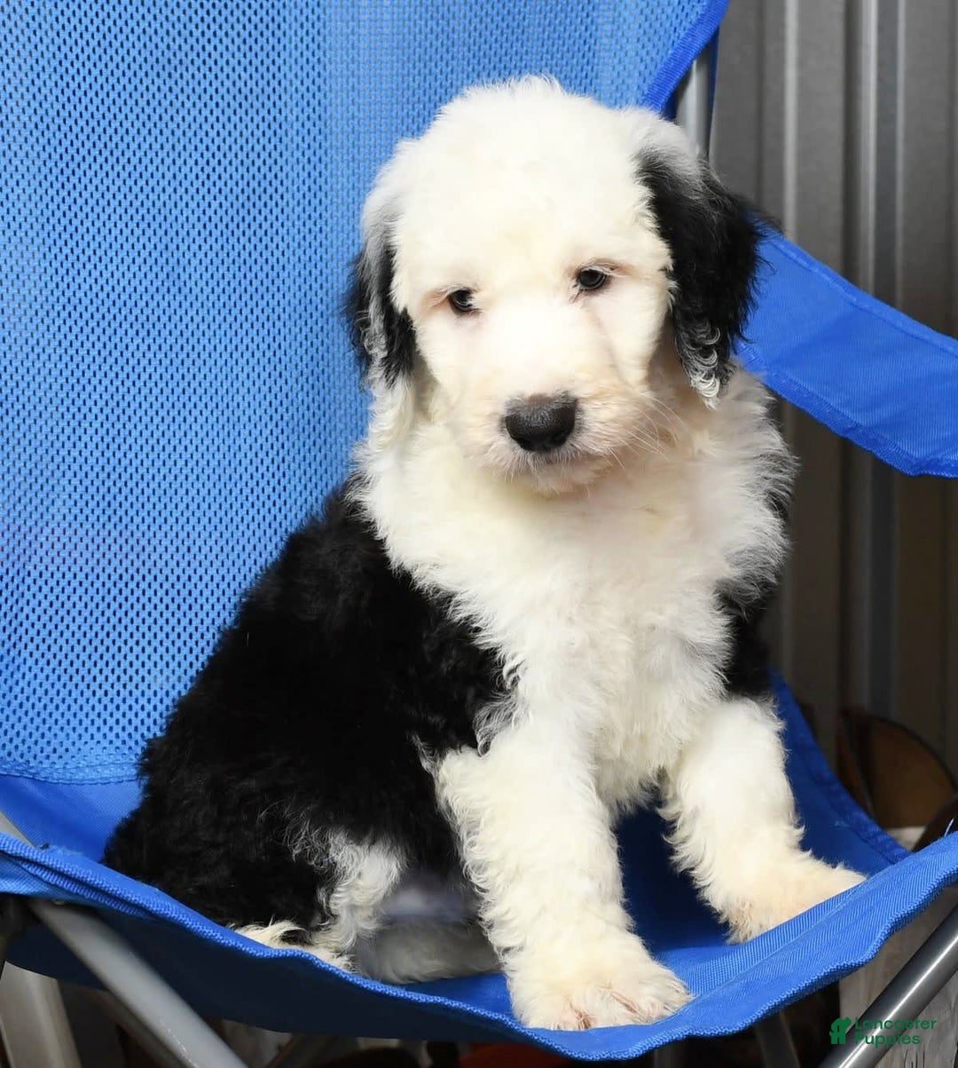 Sheepadoodle dogs for sale: Benji - Image 5