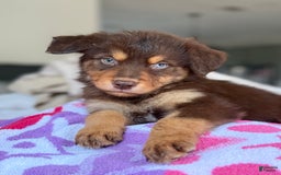 Australian Shepherd dogs for sale: Echo - Image 3