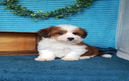 Havanese dogs for sale: Stella - Image 4