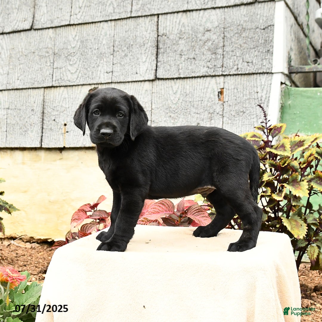 Labrador Retriever dogs for sale: Midnight - Image 2