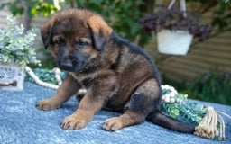 German Shepherd dogs for sale: Grace - Image 3