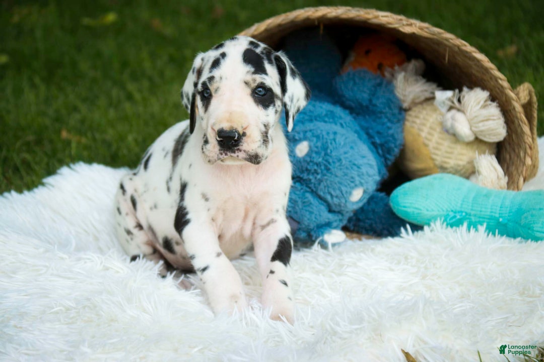 Great Dane dogs for sale: Legend - Image 8