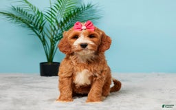 Mini Goldendoodle dogs for sale: Brooklyn - Image 1
