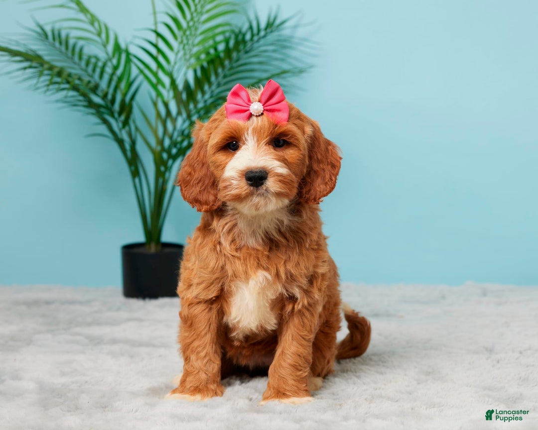 Mini Goldendoodle dogs for sale: Brooklyn - Image 1