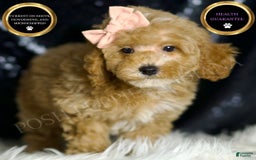 Miniature Poodle dogs for sale: Cher - Image 1