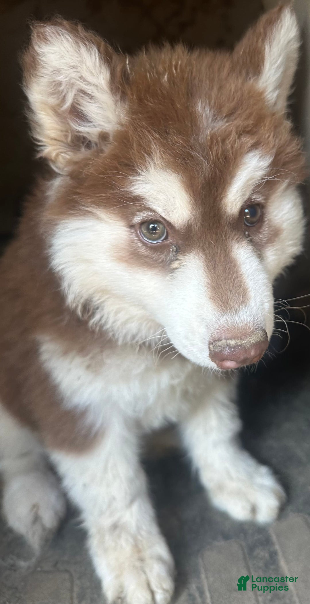 Siberian Husky dogs for sale: Poppy Dark Red Girl - Image 1