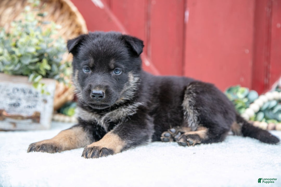 German Shepherd dogs for sale: Shane - Image 1