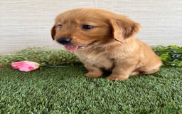 Golden Retriever dogs for sale: Lexi - Image 14
